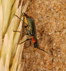 Clanoptilus marginellus