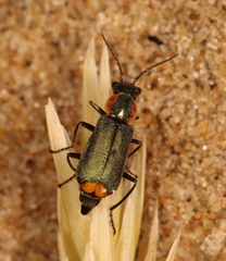 Clanoptilus marginellus