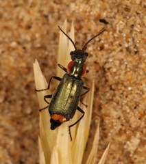Clanoptilus marginellus