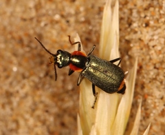 Clanoptilus marginellus