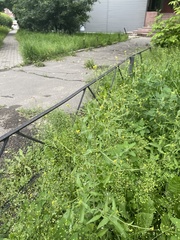 Sisymbrium officinale