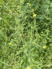 Sisymbrium officinale