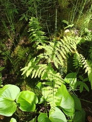 Thelypteris palustris palustris