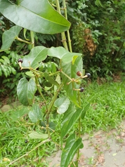 Cissus hastata