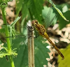 Sympetrum sanguineum