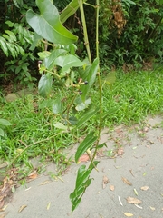 Cissus hastata