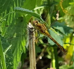 Sympetrum sanguineum