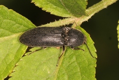 Melanotus punctolineatus