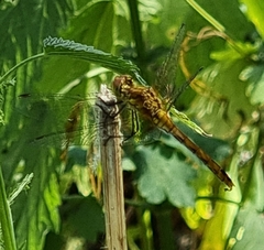 Sympetrum sanguineum