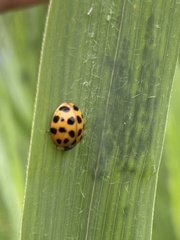 Harmonia axyridis