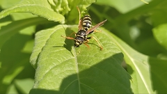 Polistes dominula