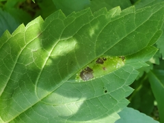 Leucospilapteryx venustella