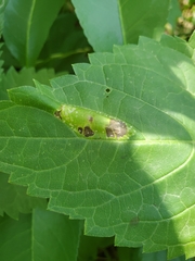 Leucospilapteryx venustella