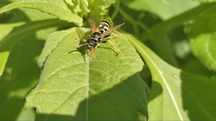 Polistes dominula