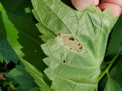 Leucospilapteryx venustella