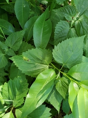 Leucospilapteryx venustella