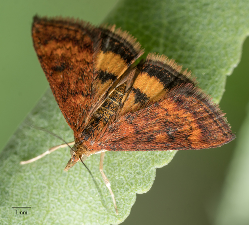 California Pyrausta Moth photo 3