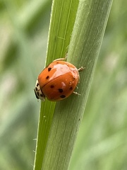 Harmonia axyridis