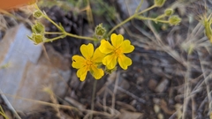 Potentilla nevadensis
