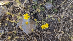 Potentilla nevadensis
