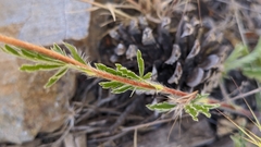Potentilla nevadensis