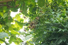 Aristolochia acuminata