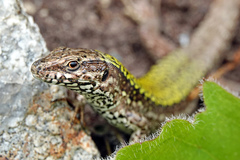 Podarcis muralis