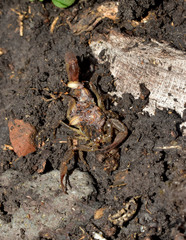 Centruroides baergi