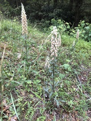 Digitalis lutea