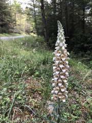 Digitalis lutea