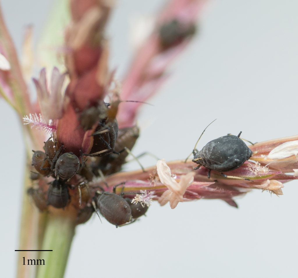 Rusty Plum Aphid