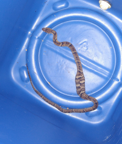 Neuwied's False Fer-de-lance, Xenodon neuwiedii