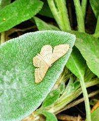 Idaea aversata