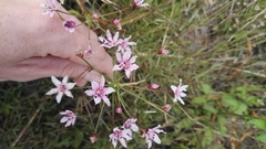 Nerine gracilis
