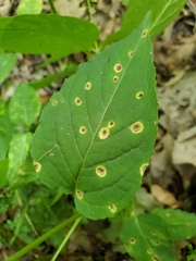 Puccinia circaeae
