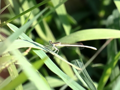 Platycnemis dealbata