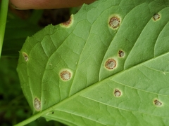 Puccinia circaeae