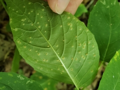 Puccinia circaeae