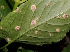 Puccinia circaeae
