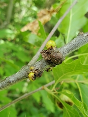 Callirhytis quercusgemmaria