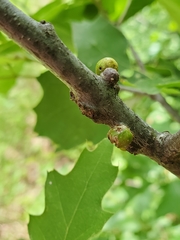 Callirhytis quercusgemmaria