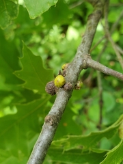 Callirhytis quercusgemmaria