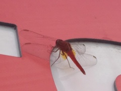 Crocothemis erythraea