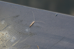 Trichoptera