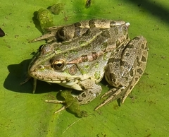 Pelophylax ridibundus