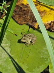 Pelophylax ridibundus
