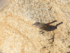 Euryptila subcinnamomea