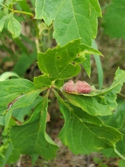 Dasineura parthenocissi