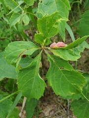 Dasineura parthenocissi