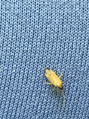 Phylus melanocephalus